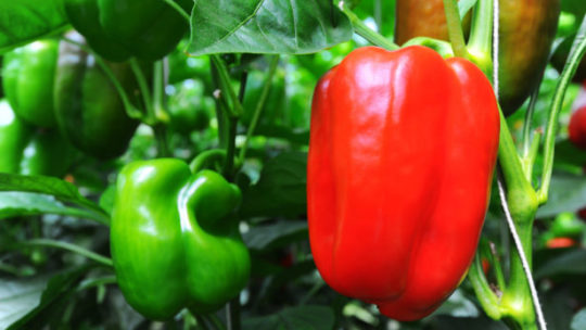 How to grow hydroponic bell peppers