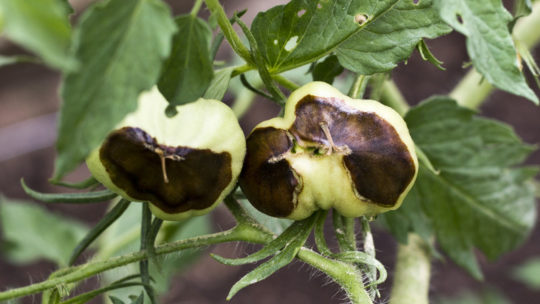 hydroponic end blossom rot