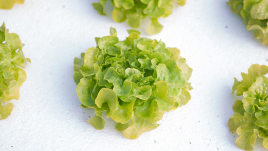 Hydroponic lettuce kratky method