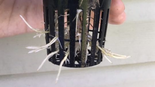 Close up of hydroponic clone roots