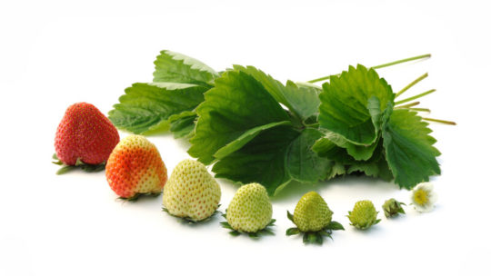 stages of hydroponic a garden
