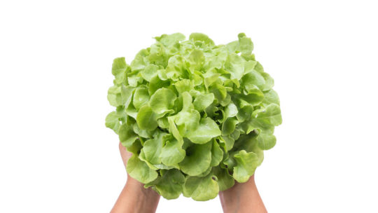 hydroponics can save you during a crisis.
