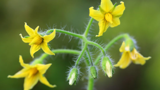 hydroponic nutrition during the flowering stage