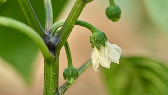 how to cure blossom drop in hydroponic peppers and tomatoes