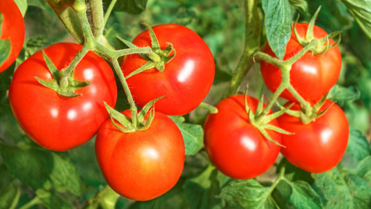 fruiting stage of hydroponics