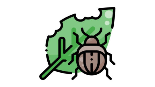 most common hydroponic garden pests