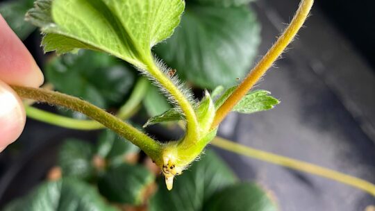 strawberry runner ready to root