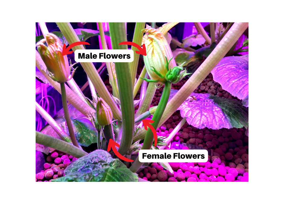 zucchini male vs female flowers