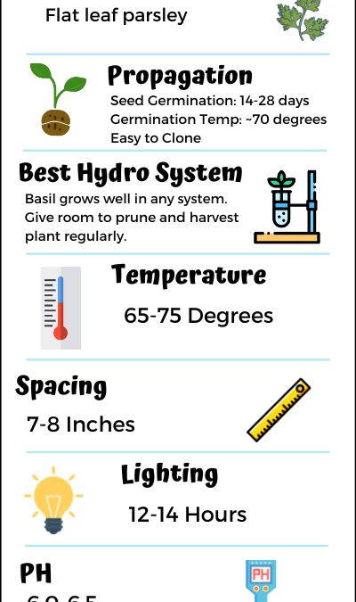 How to grow parsley infographic