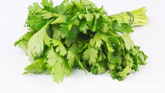 hydroponic parsley