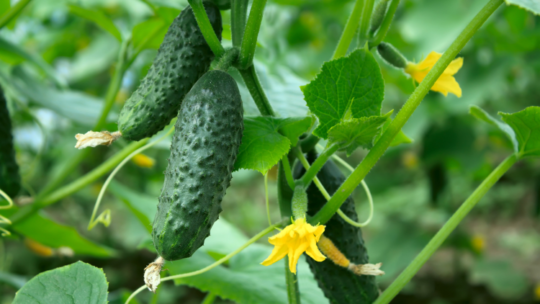 Hydroponic Cucumbers: Tips for Abundant Harvests