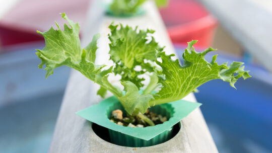 The Role Of Nitrogen In Hydroponic Gardening