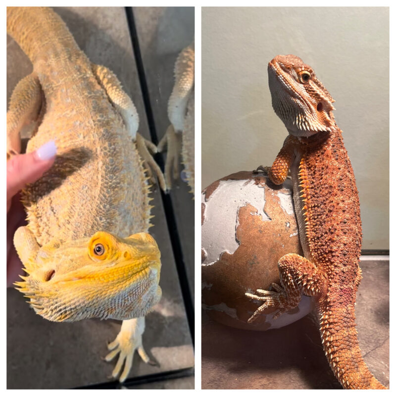 How Hydroponic Gardening Feeds Our Bearded Dragons - NoSoilSolutions - Environmentally Friendly Soil Mix For Bearded Dragons